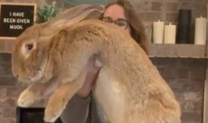 Гиганский кролик размером с человека живёт в Сиэтле